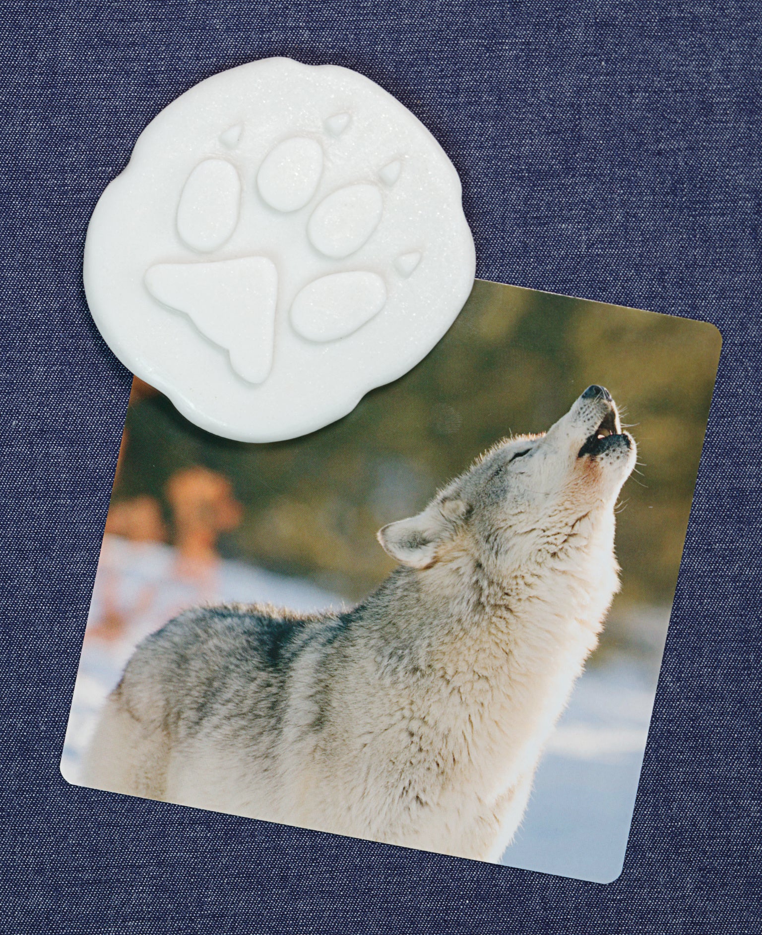 Let's investigate - Pooldieren pootafdrukken