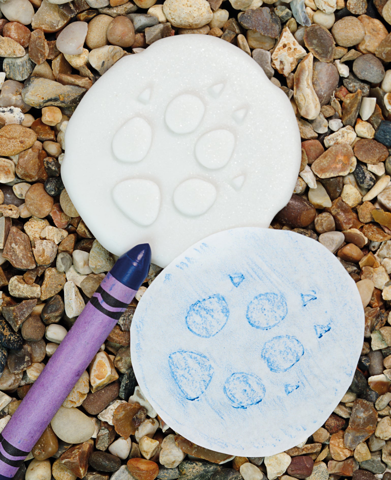 Let's investigate - Pooldieren pootafdrukken