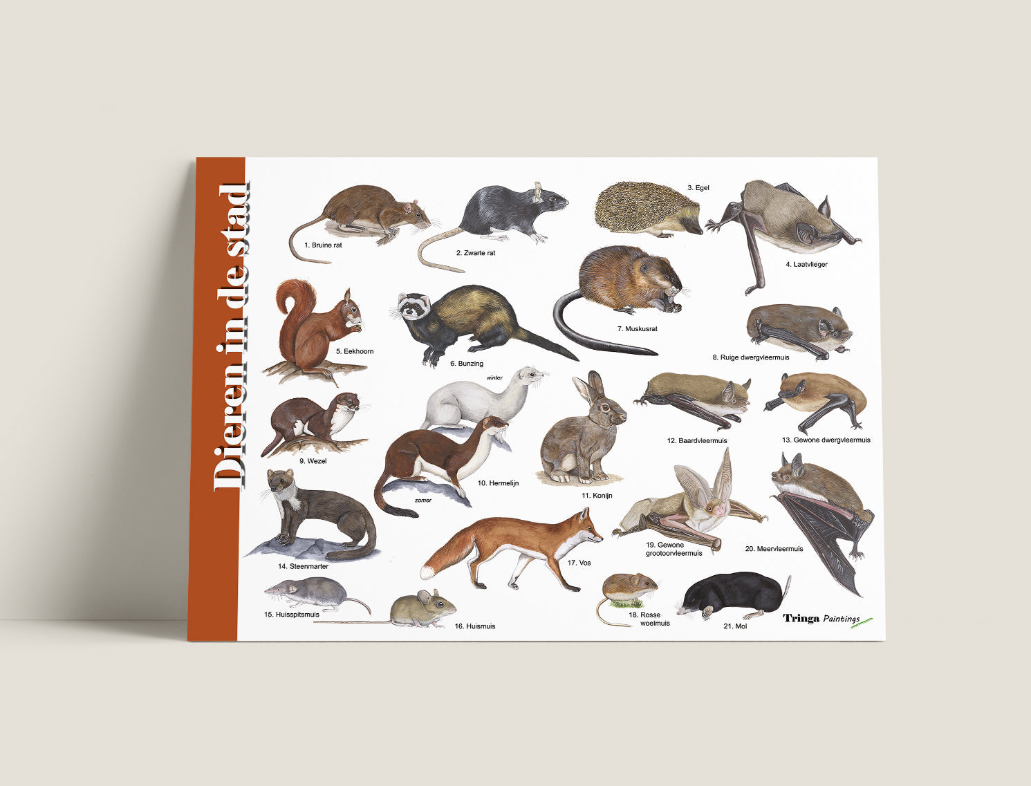 Herkenningskaart Dieren in de stad