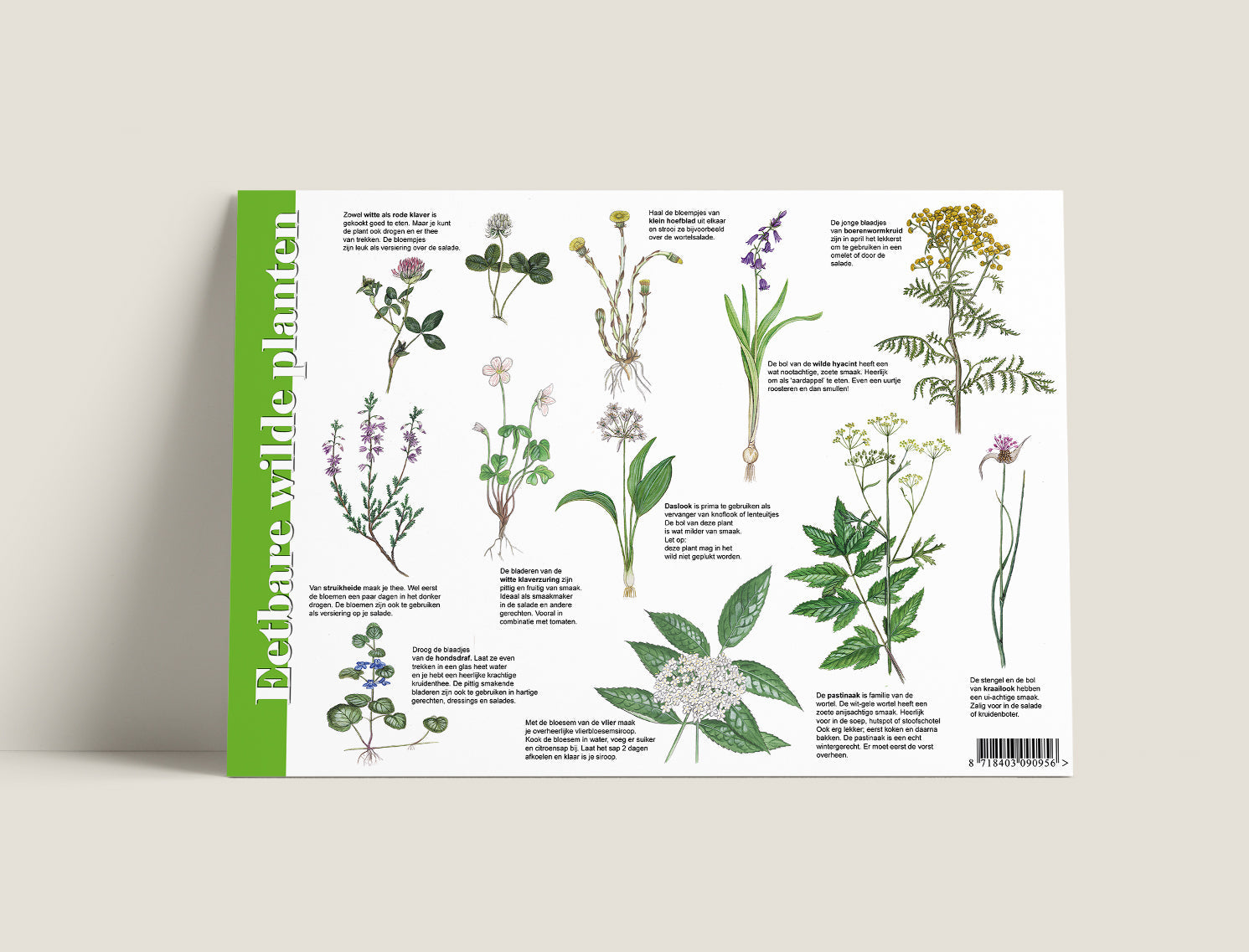 Herkenningskaart Eetbare wilde planten – Juffrouw Knots