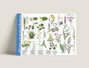 Herkenningskaart Oever en waterplanten