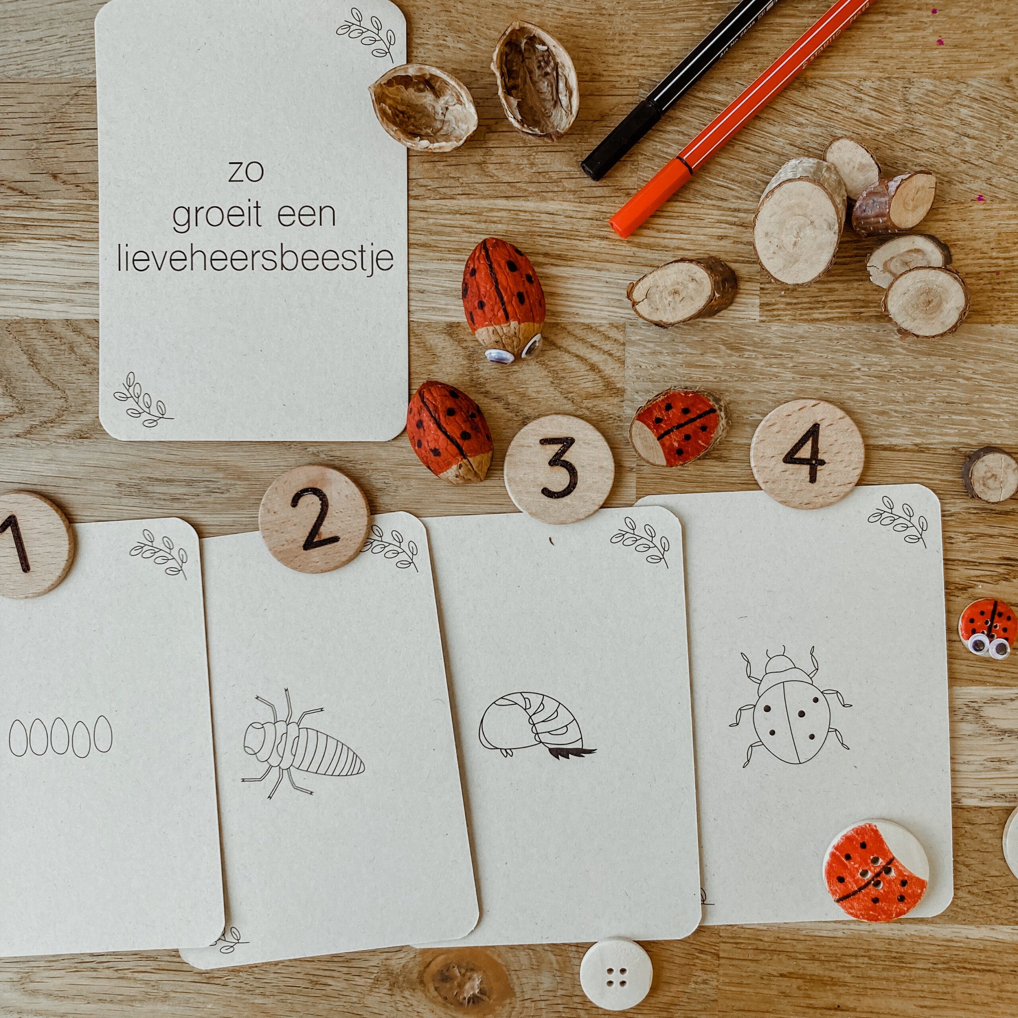 Flashcards Lifecycle - lieveheersbeestje, bij, paardenbloem, zonnebloem