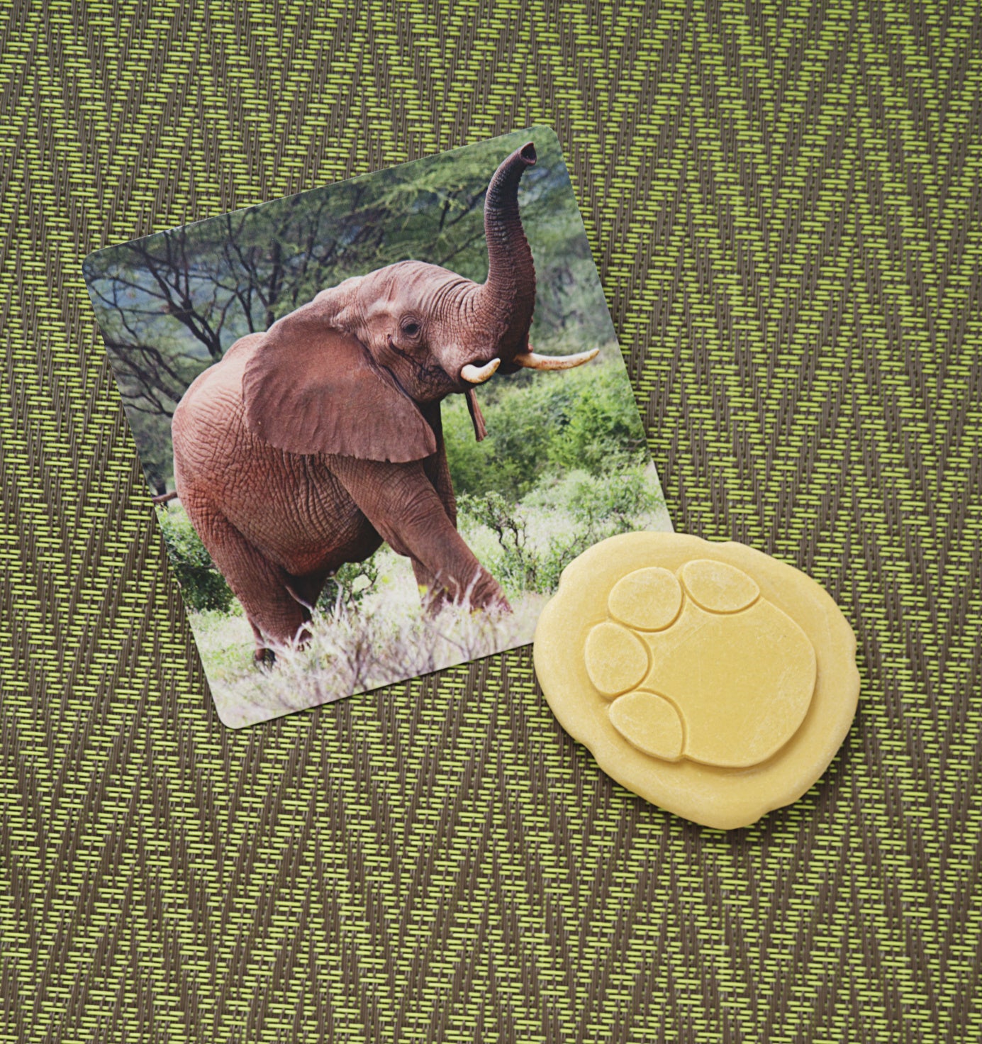 Let's investigate - Safaridieren pootafdrukken