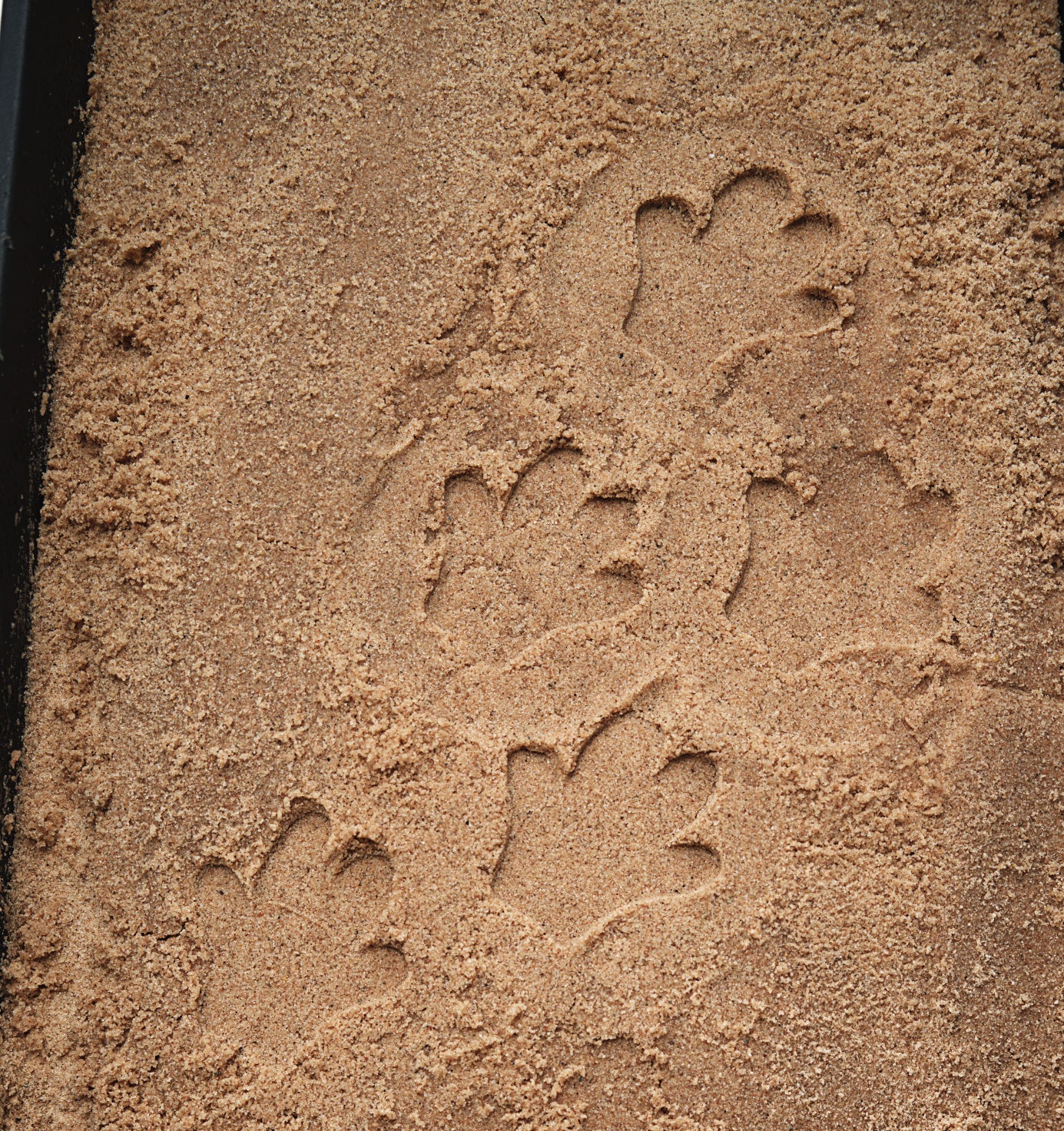 Let's investigate - Safaridieren pootafdrukken
