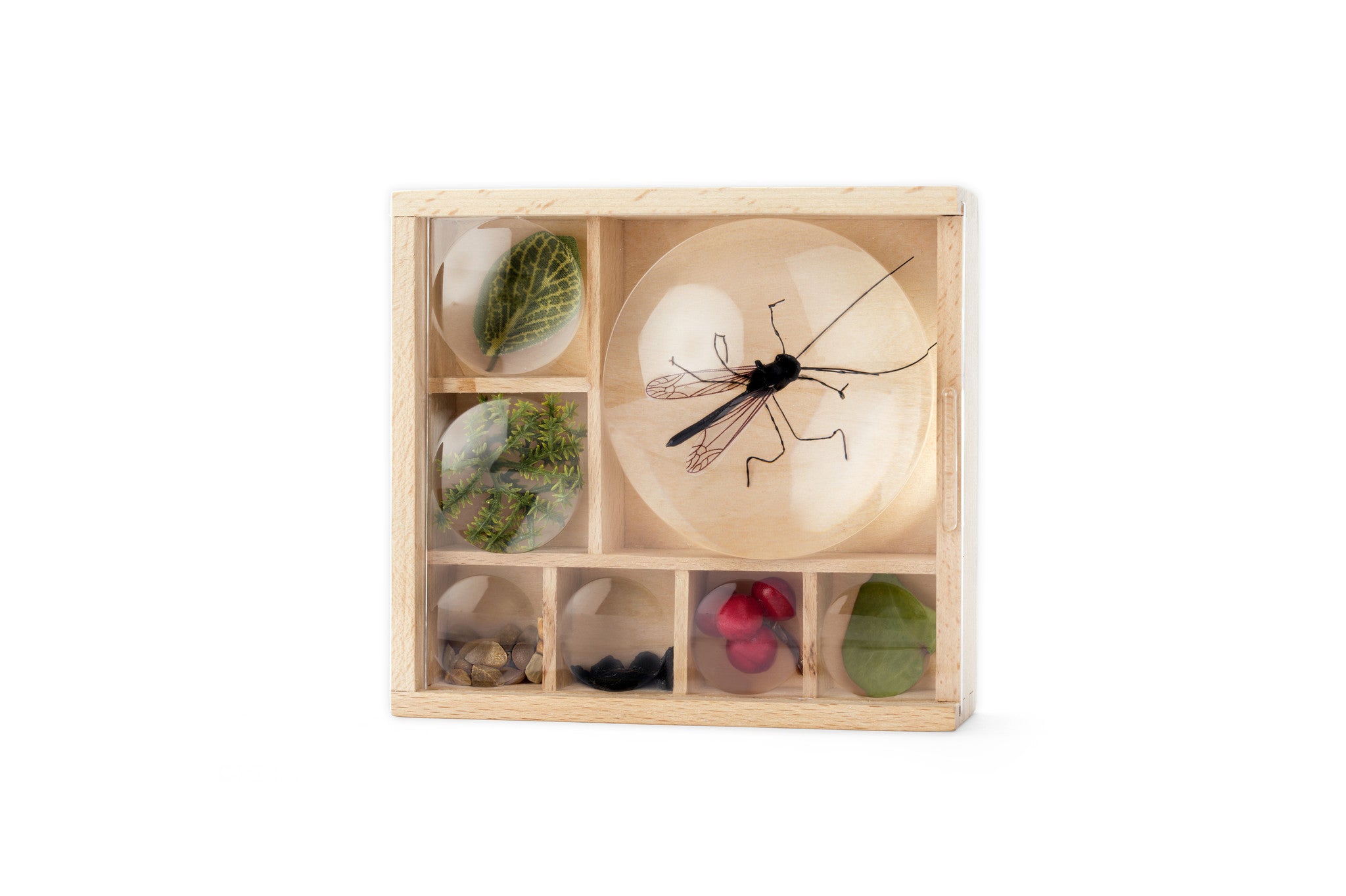 Huckleberry - Insectendoos