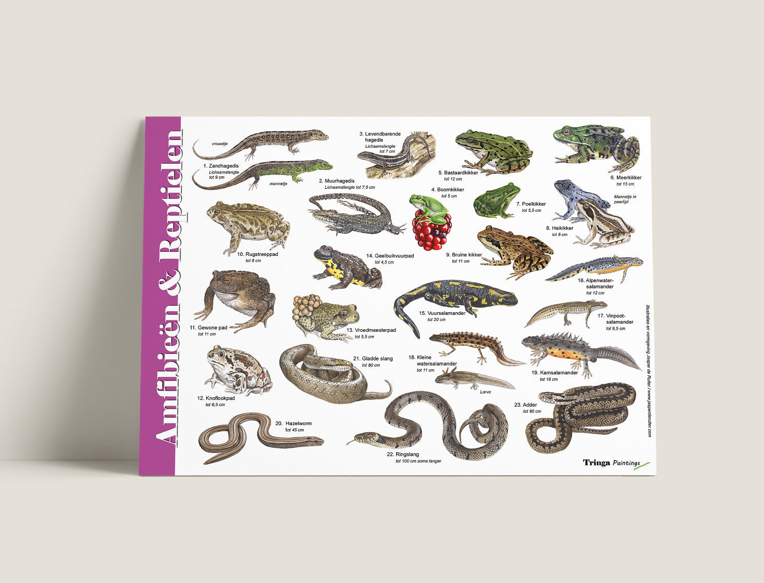 Herkenningskaart Amfibieën en Reptielen