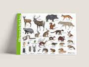 Herkenningskaart Dieren in het bos