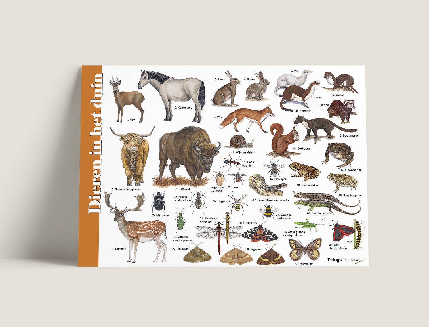 Herkenningskaart Dieren in het duin