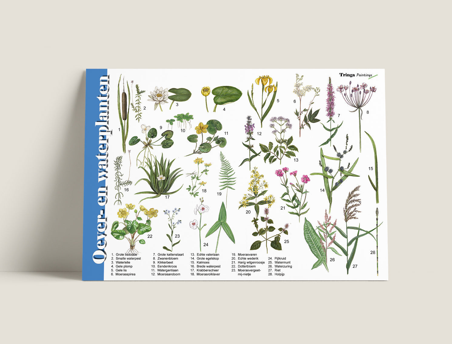 Herkenningskaart Oever en waterplanten