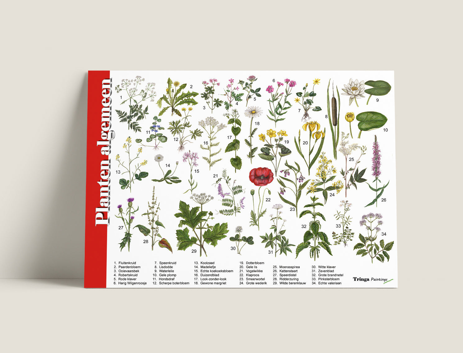 Herkenningskaart Planten