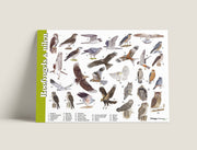Herkenningskaart Roofvogels en Uilen