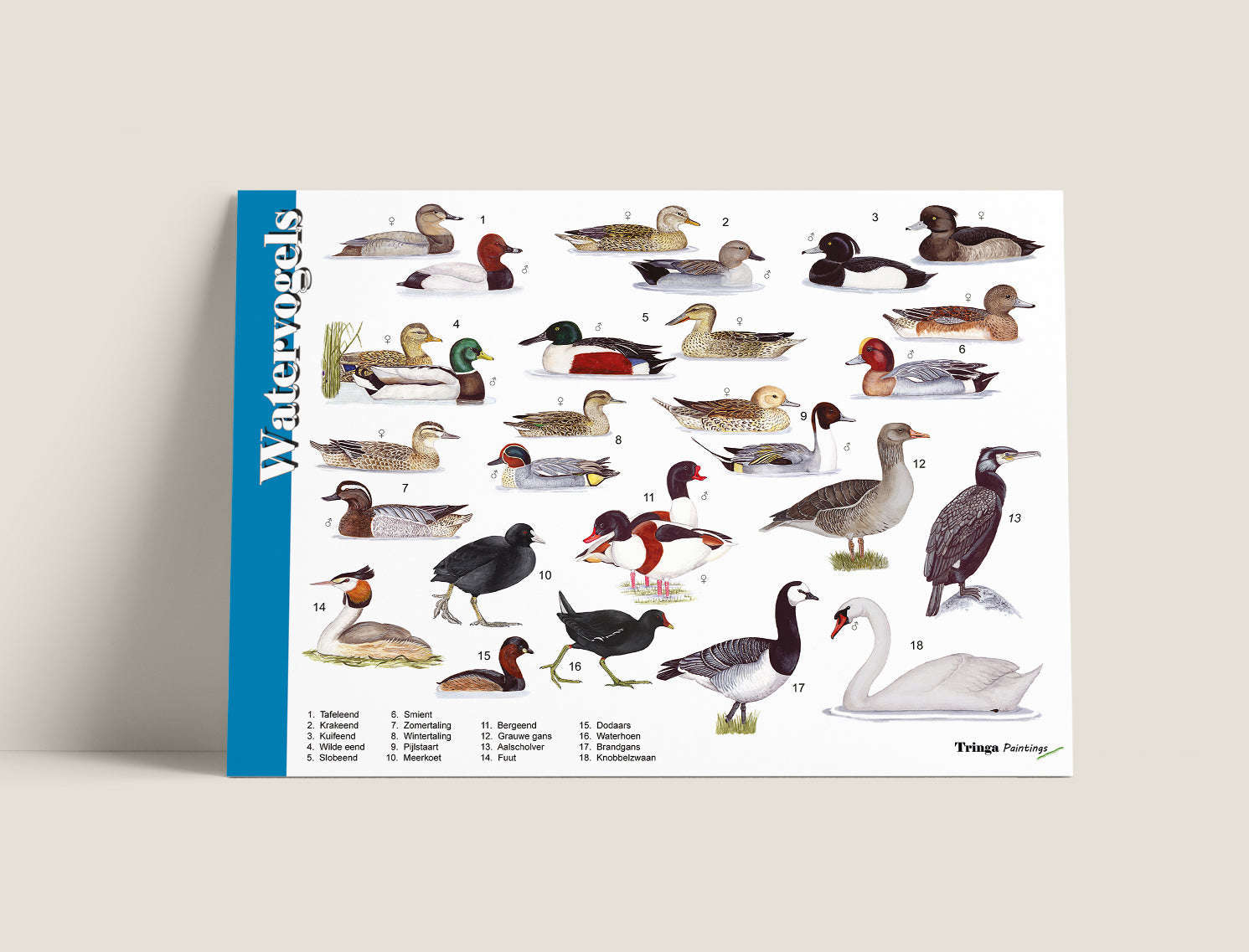 Herkenningskaart Watervogels