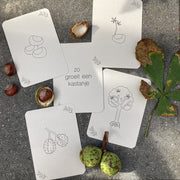 Flashcards Lifecycle - Pompoen, kastanje, eikel, paddenstoel