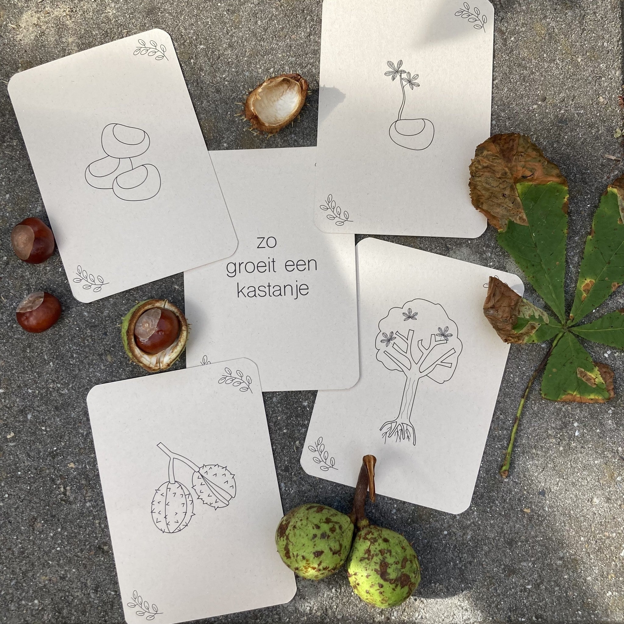 Flashcards Lifecycle - Pompoen, kastanje, eikel, paddenstoel