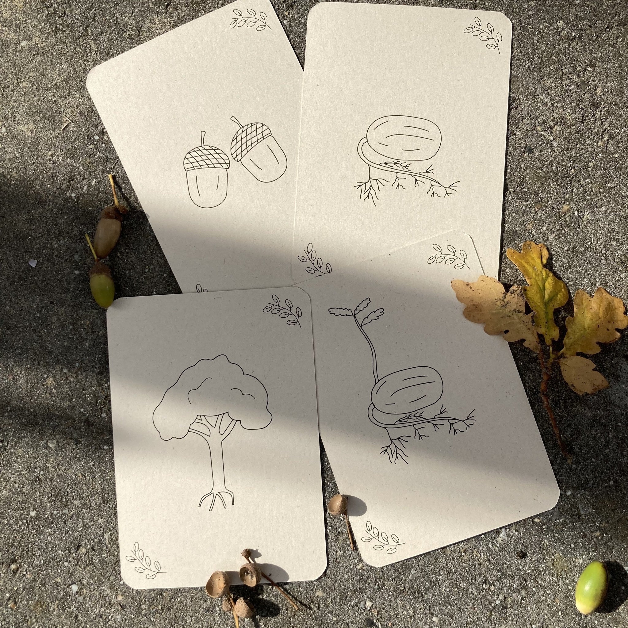 Flashcards Lifecycle - Pompoen, kastanje, eikel, paddenstoel