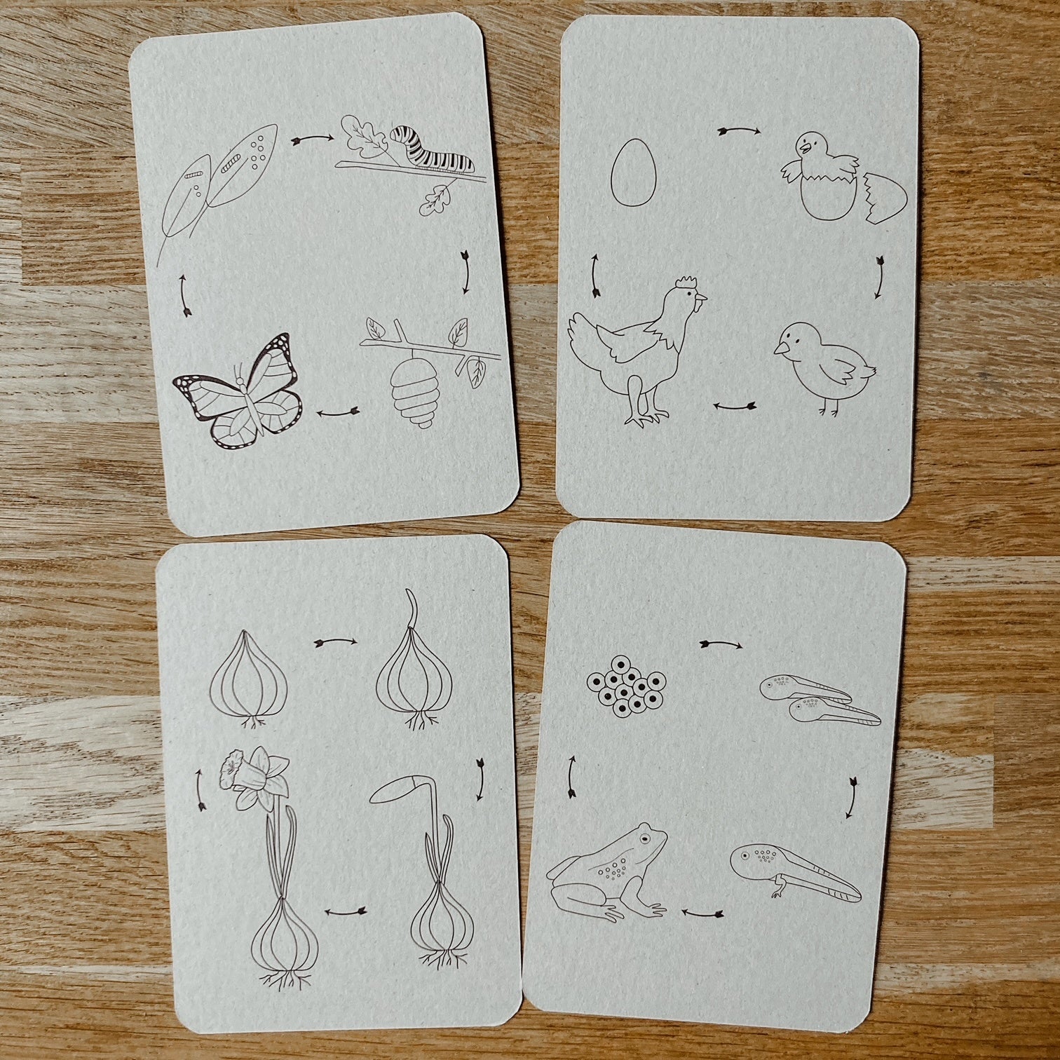 Flashcards Lifecycle - kip, kikker, vlinder, narcis