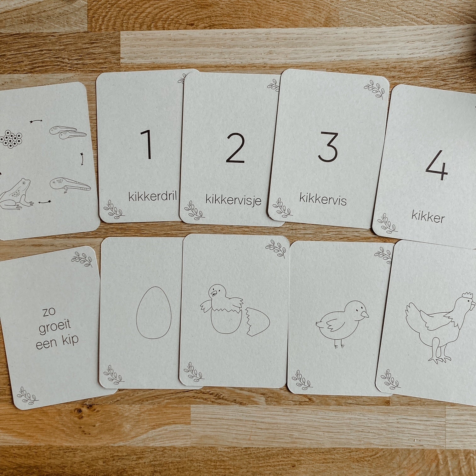 Flashcards Lifecycle - kip, kikker, vlinder, narcis