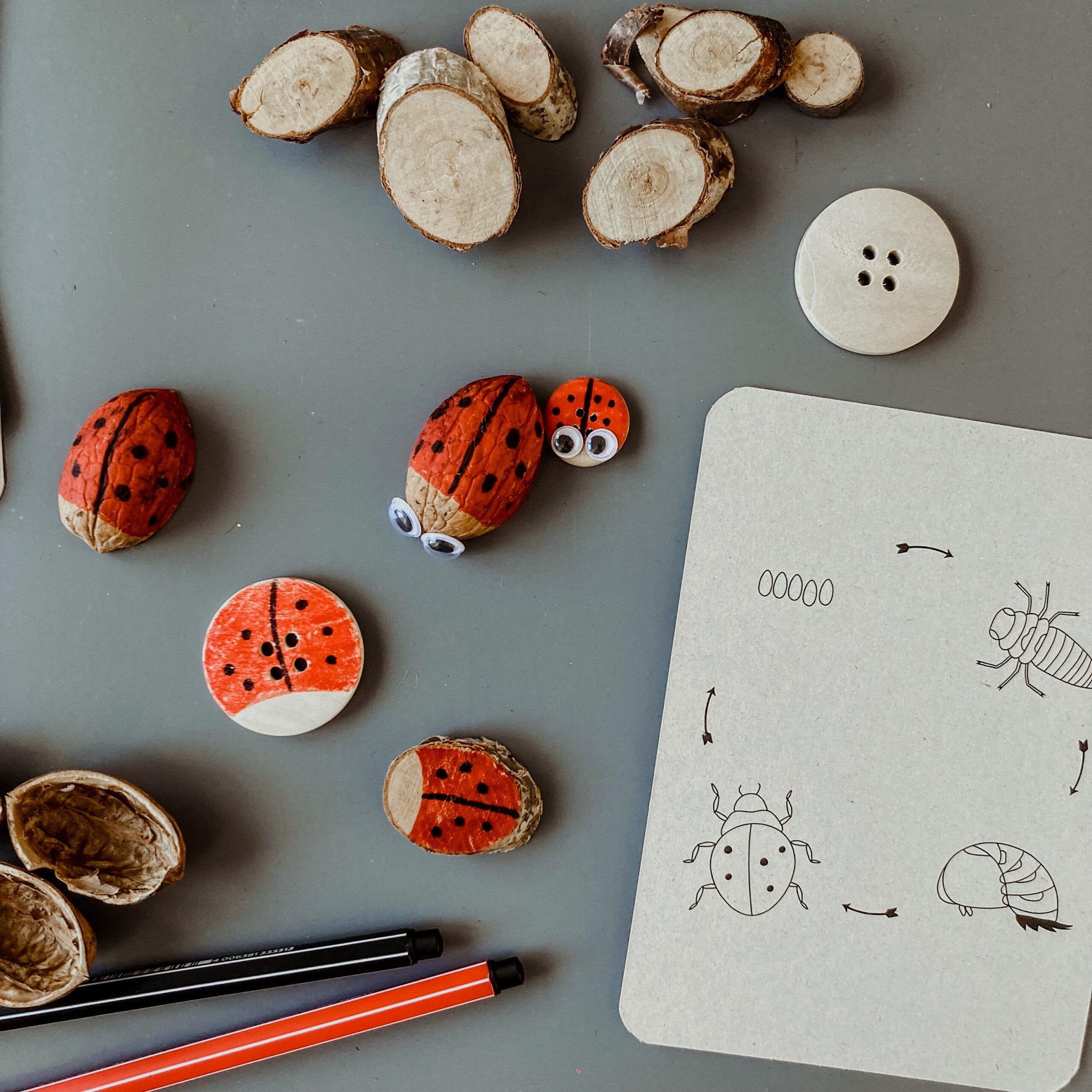 Flashcards Lifecycle - lieveheersbeestje, bij, paardenbloem, zonnebloem