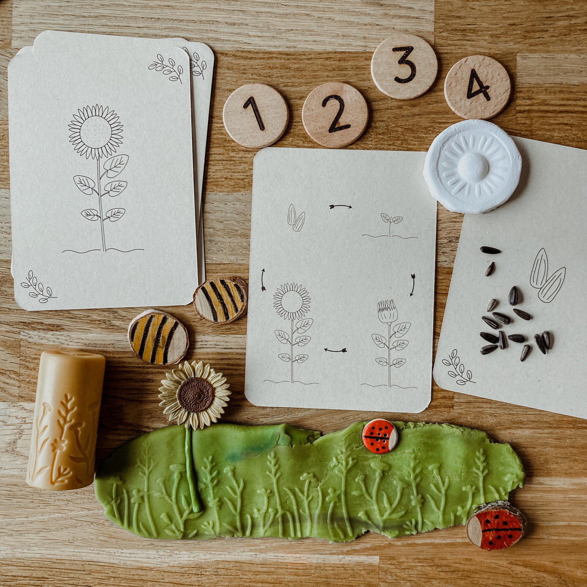 Flashcards Lifecycle - lieveheersbeestje, bij, paardenbloem, zonnebloem