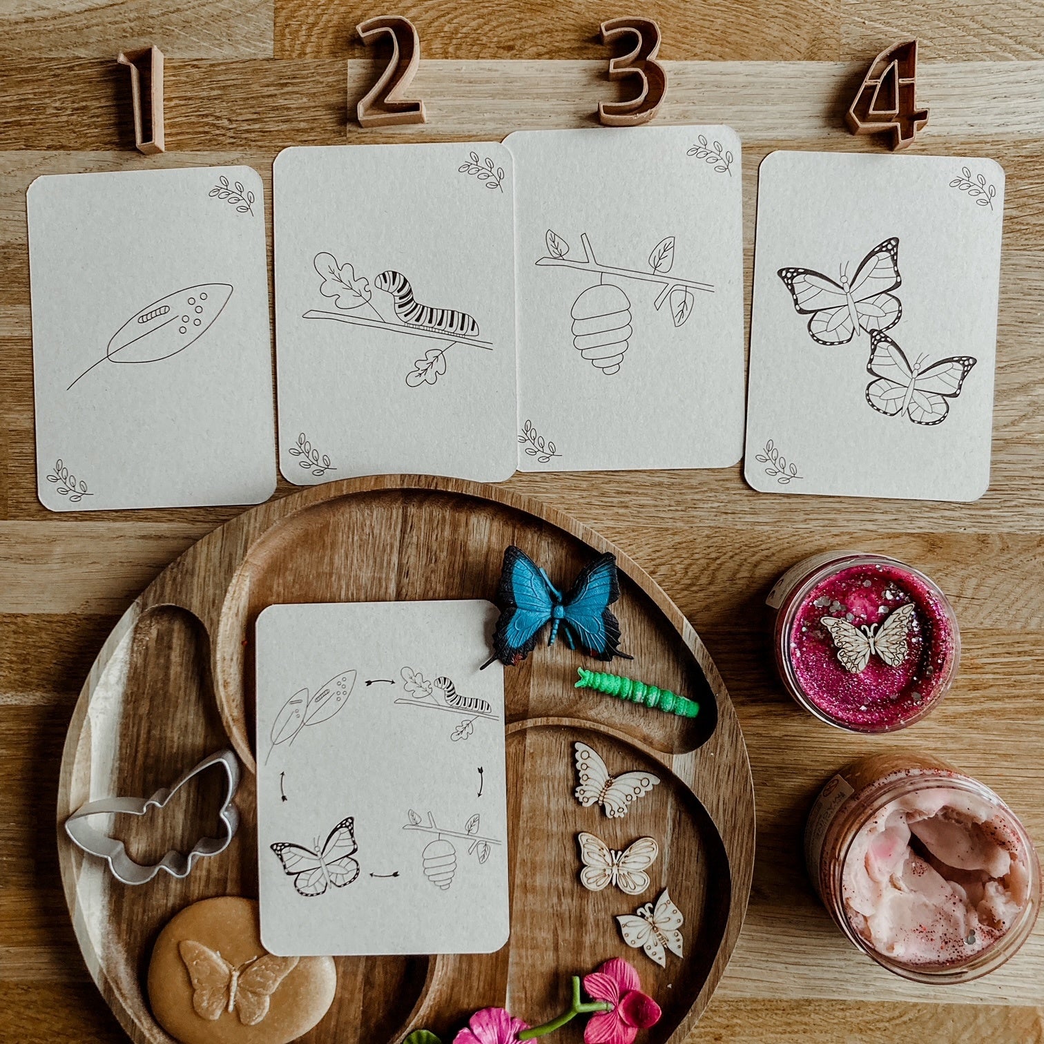 Flashcards Lifecycle - vlinder