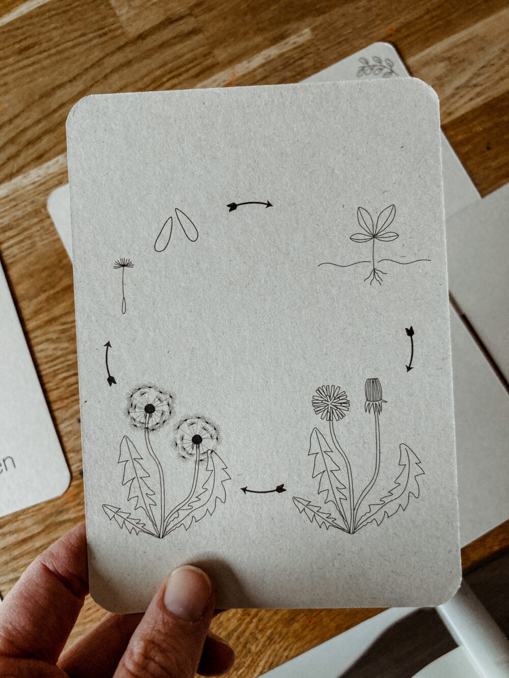 Flashcards Lifecycle - lieveheersbeestje, bij, paardenbloem, zonnebloem