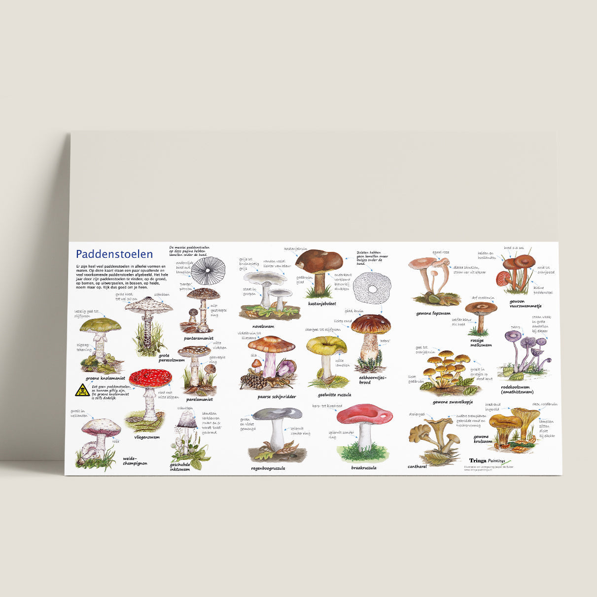 Wie ben ik? Zoekkaart Paddenstoelen