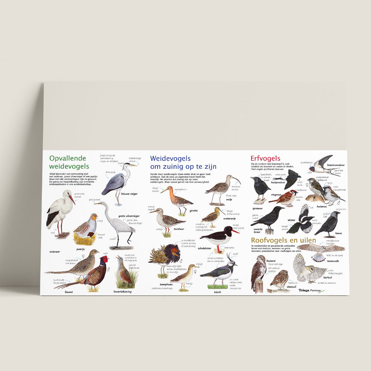 Wie ben ik? Zoekkaart Weidevogels